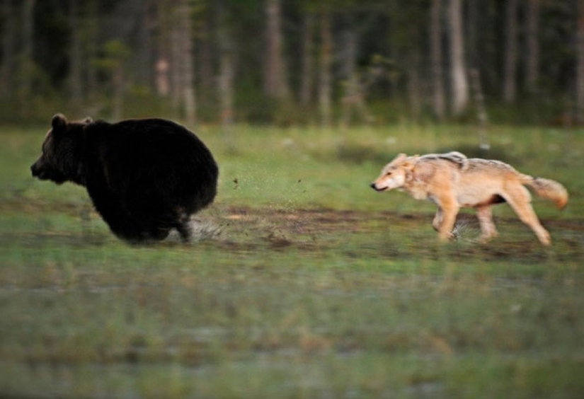 Finnish photographer captures unusual friendship between a wolf and a bear