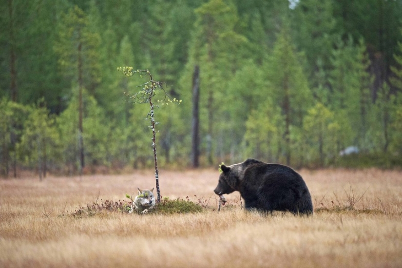 Finnish photographer captures unusual friendship between a wolf and a bear