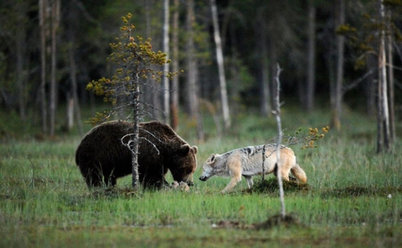 Finnish photographer captures unusual friendship between a wolf and a bear