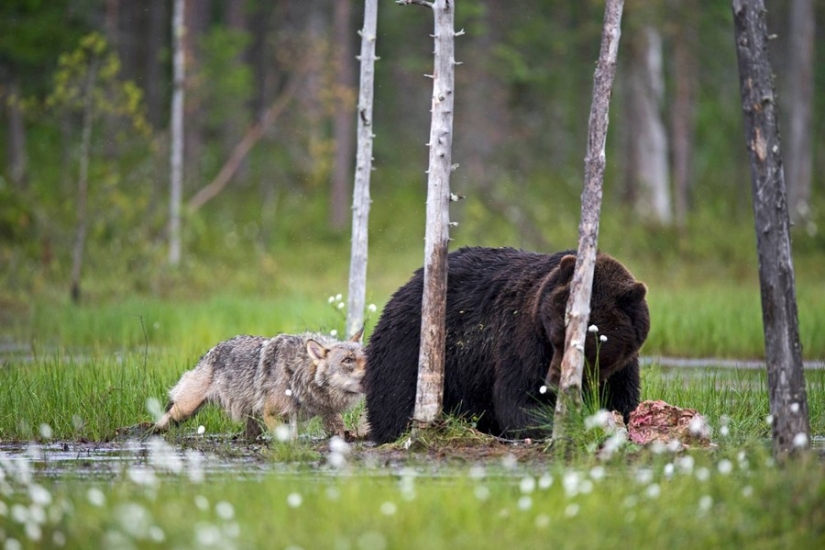 Finnish photographer captures unusual friendship between a wolf and a bear