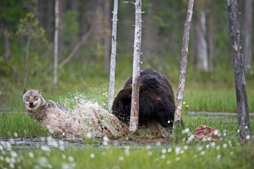 Finnish photographer captures unusual friendship between a wolf and a bear