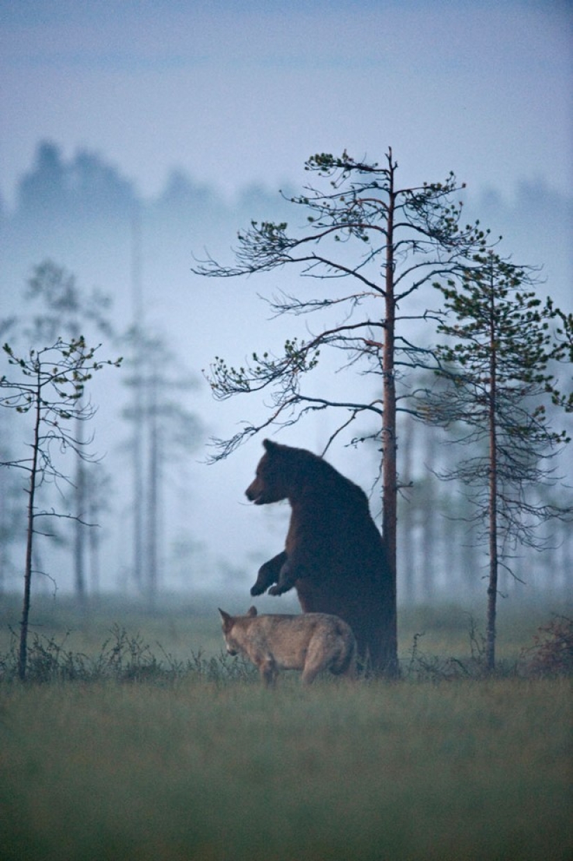 Finnish photographer captures unusual friendship between a wolf and a bear