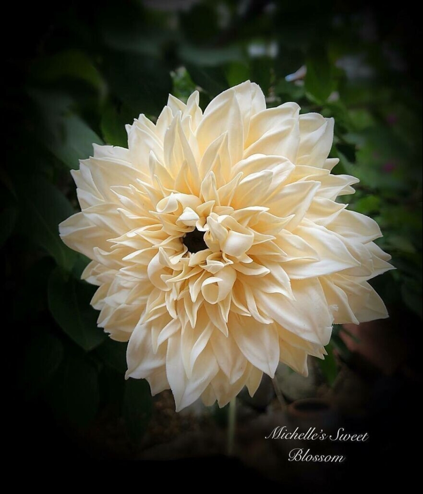 Flores de azúcar: 30 de la impresionante obra de Michelle Nguyen