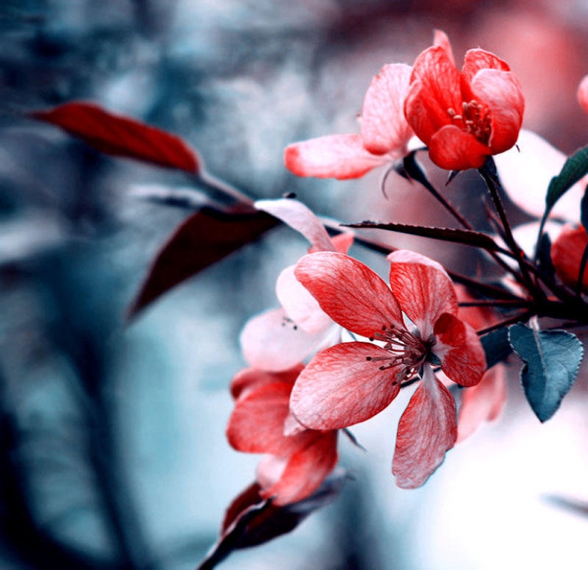 Flowers from Polish photographer Barbara Florchik