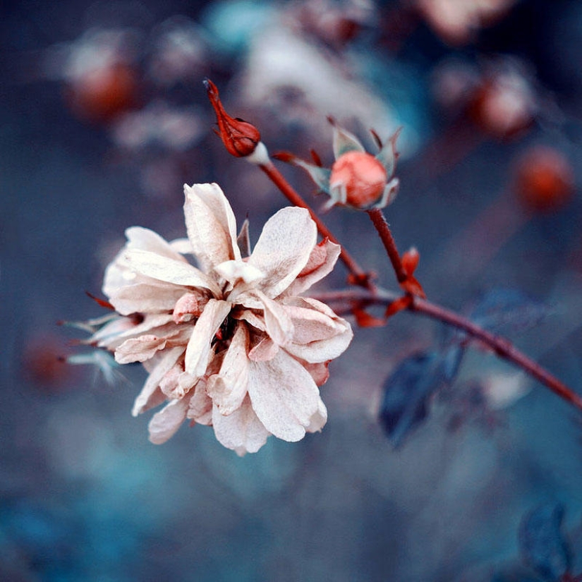 Flowers from Polish photographer Barbara Florchik