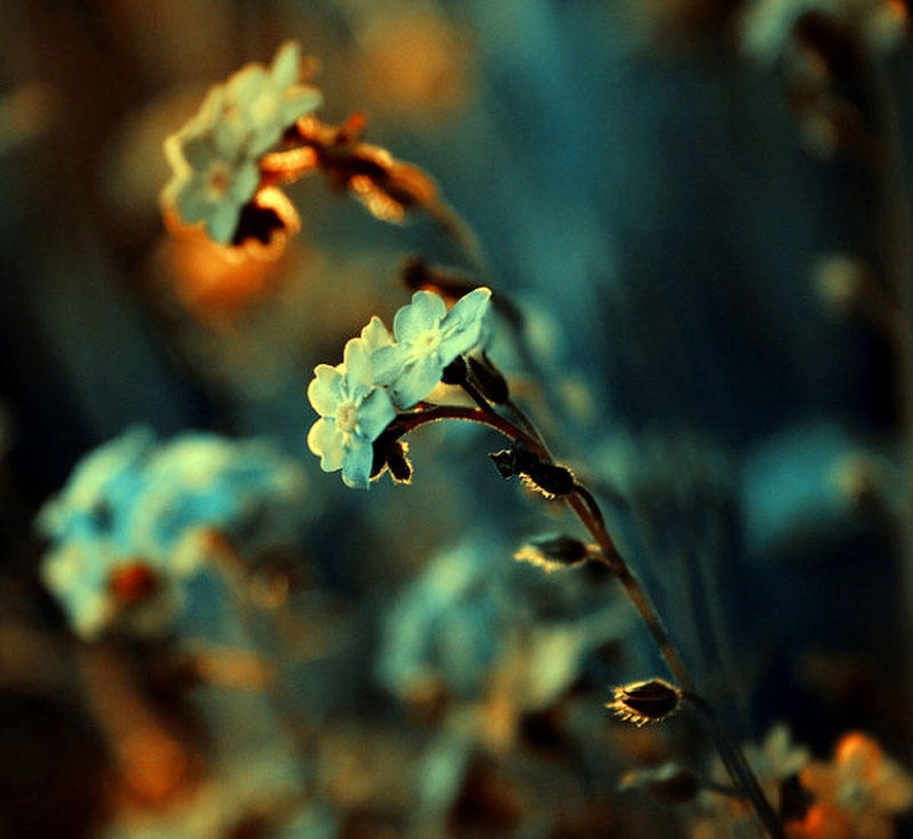 Flowers from Polish photographer Barbara Florchik