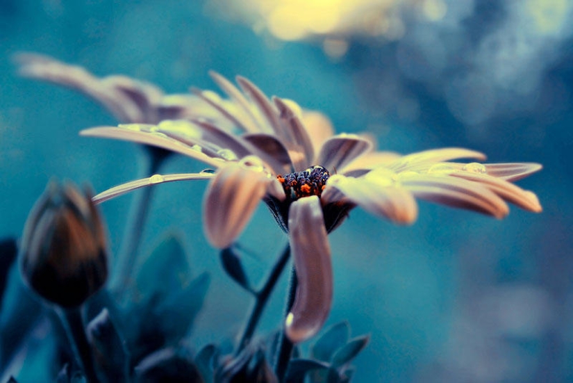 Flowers from Polish photographer Barbara Florchik