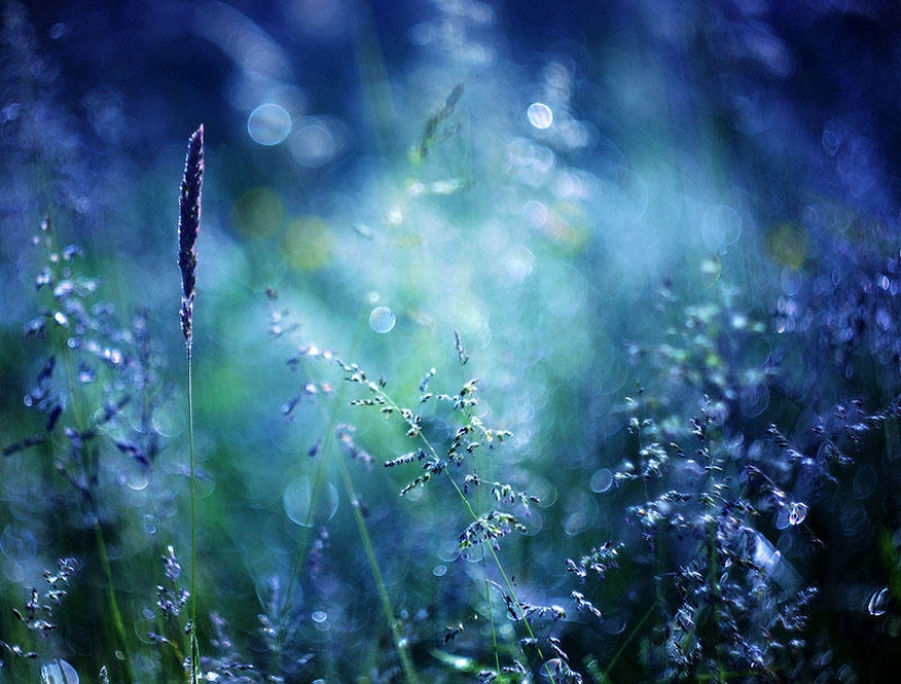 Flowers from Polish photographer Barbara Florchik