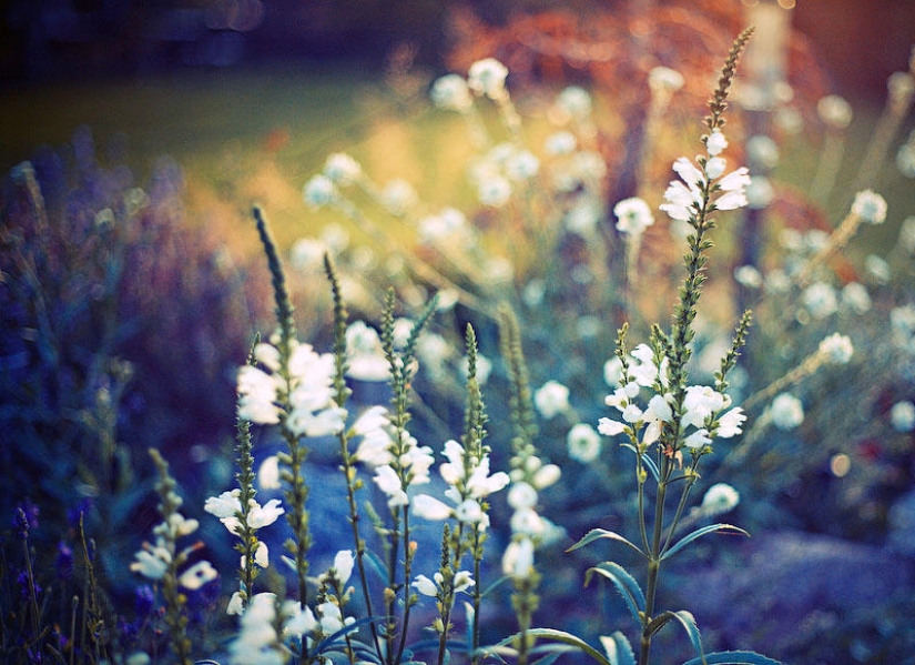 Flowers from Polish photographer Barbara Florchik