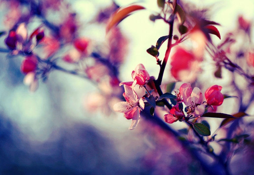 Flowers from Polish photographer Barbara Florchik