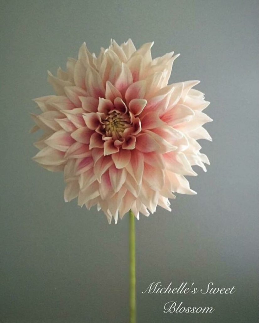 Flowers out of sugar: 30 stunning work from Michelle Nguyen