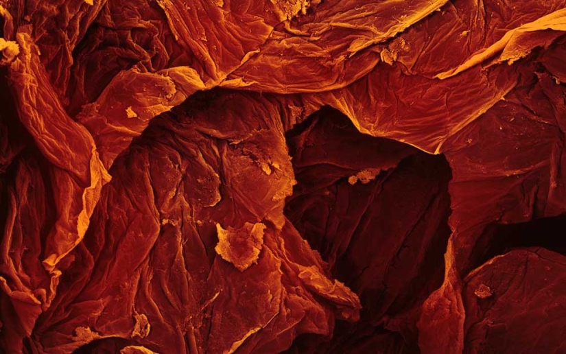 Food photography through a microscope