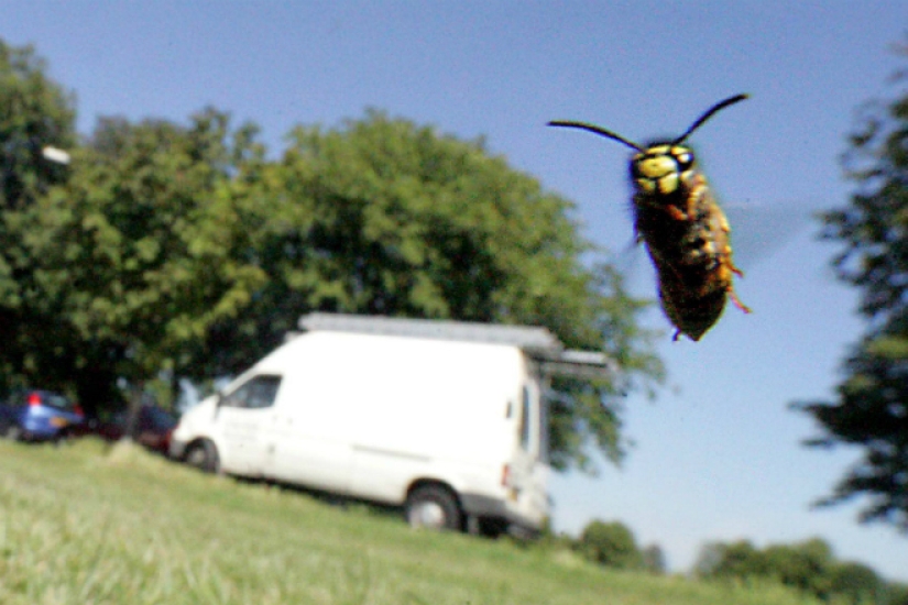 "For no particular reason?": why do wasps hate people in summer