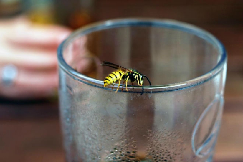 "For no particular reason?": why do wasps hate people in summer