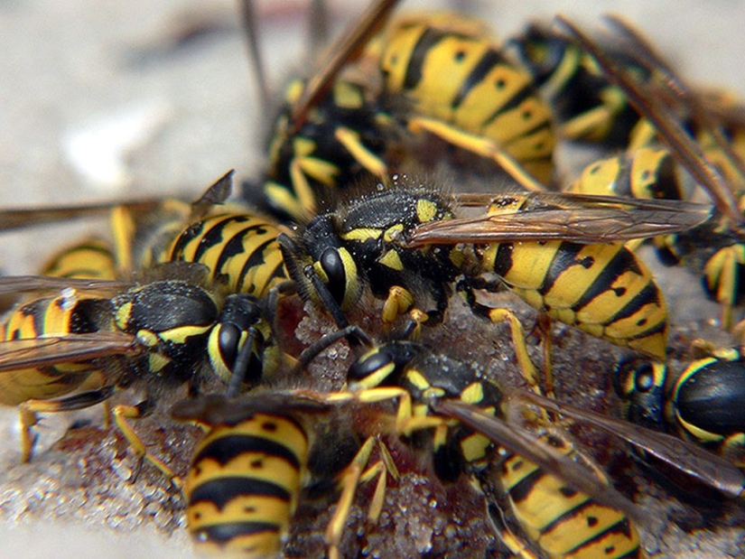 "For no particular reason?": why do wasps hate people in summer