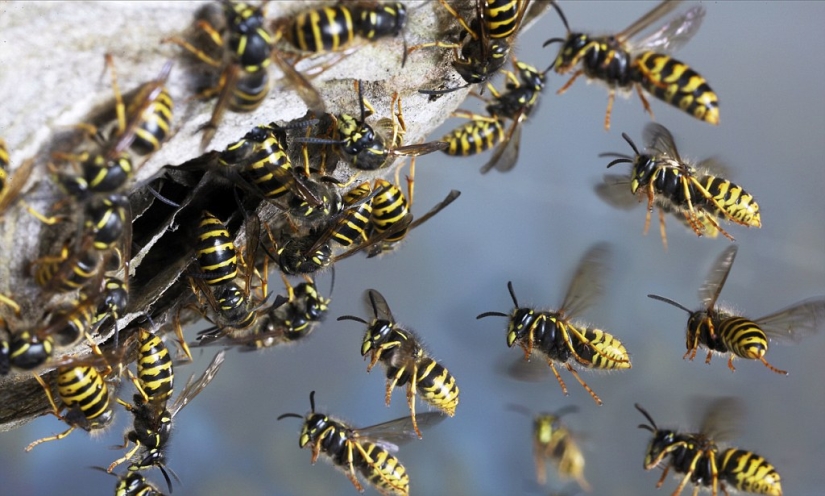 "For no particular reason?": why do wasps hate people in summer