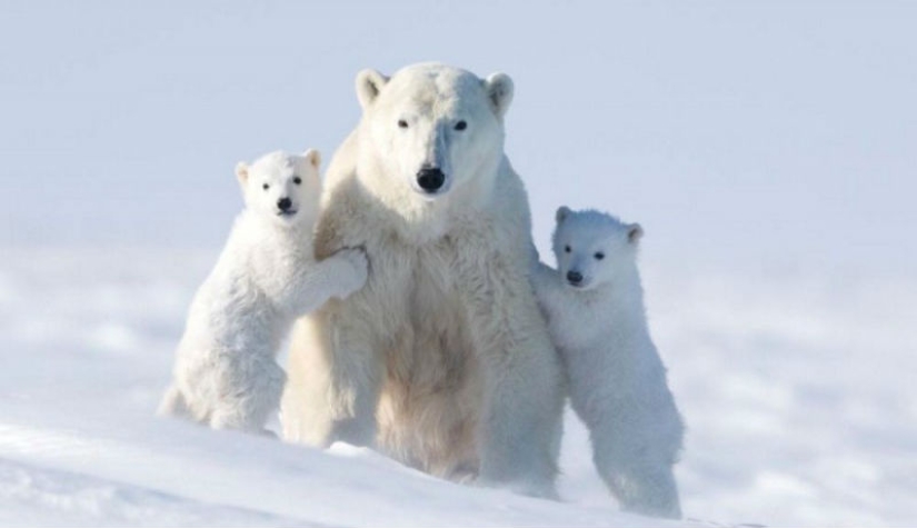 For the sake of these shots, the photographer spent 117 hours in the bitter cold