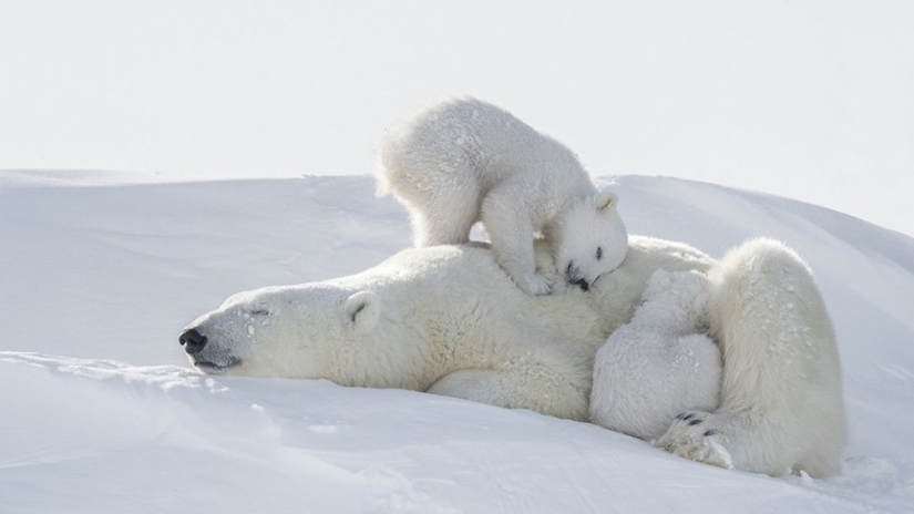 For the sake of these shots, the photographer spent 117 hours in the bitter cold