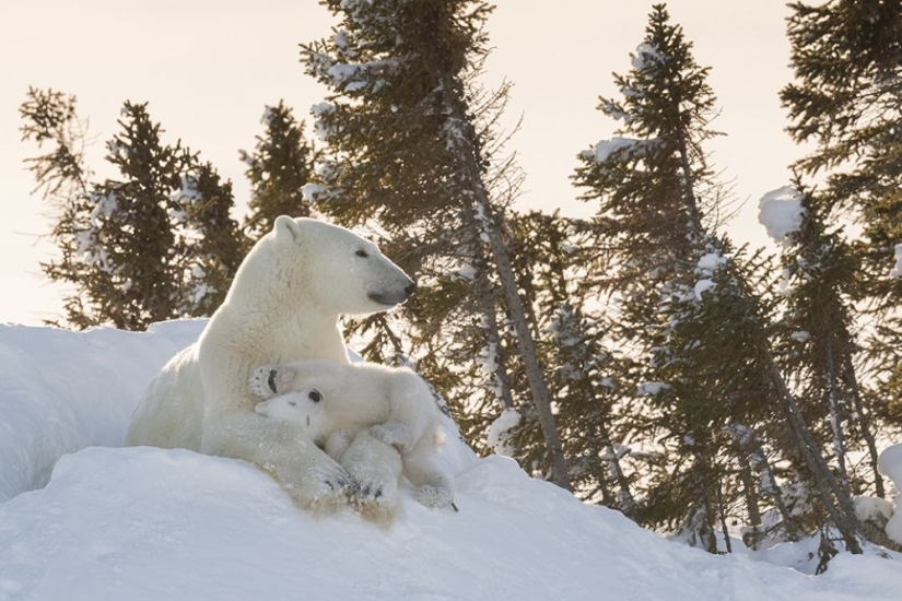 For the sake of these shots, the photographer spent 117 hours in the bitter cold