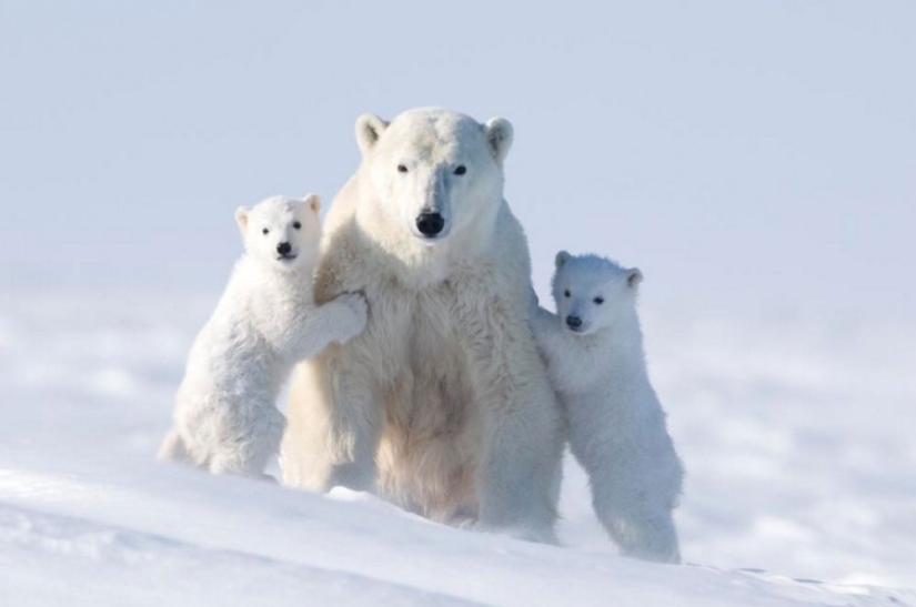 For the sake of these shots, the photographer spent 117 hours in the bitter cold