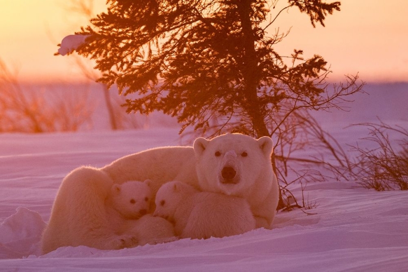 For the sake of these shots, the photographer spent 117 hours in the bitter cold