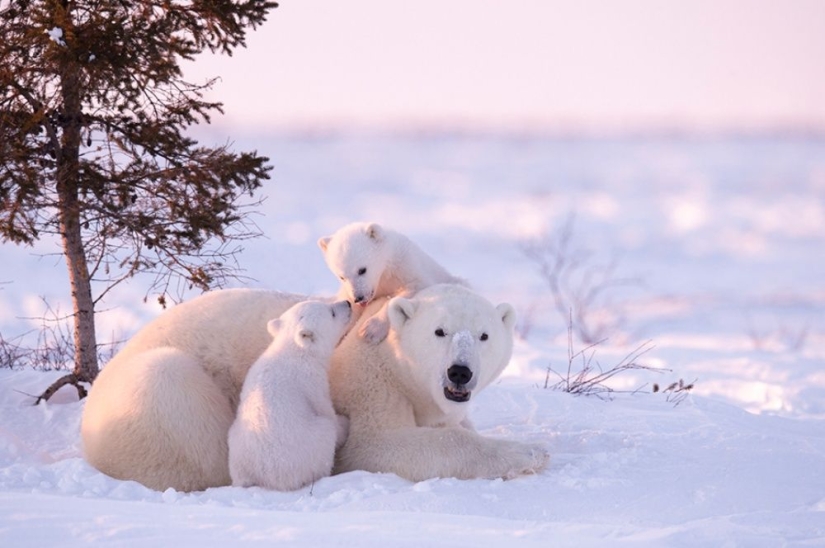 For the sake of these shots, the photographer spent 117 hours in the bitter cold