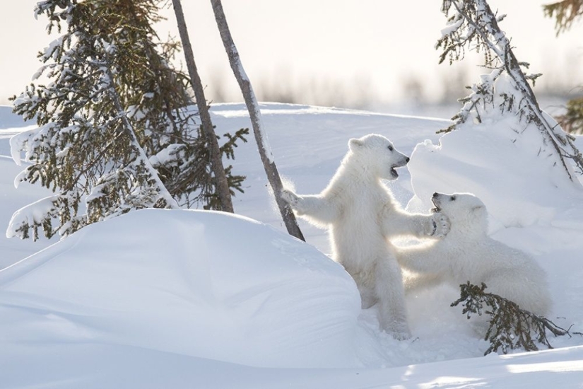 For the sake of these shots, the photographer spent 117 hours in the bitter cold