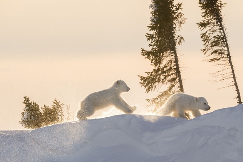 For the sake of these shots, the photographer spent 117 hours in the bitter cold