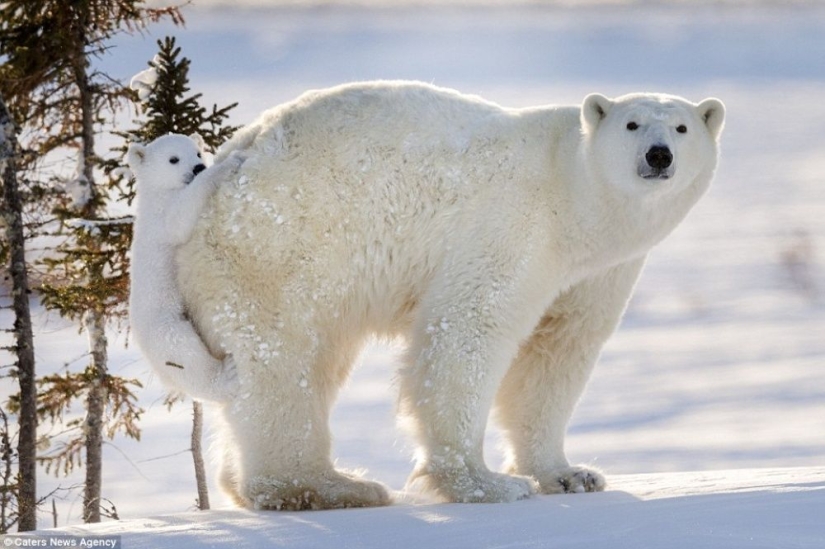 For the sake of these shots, the photographer spent 117 hours in the bitter cold