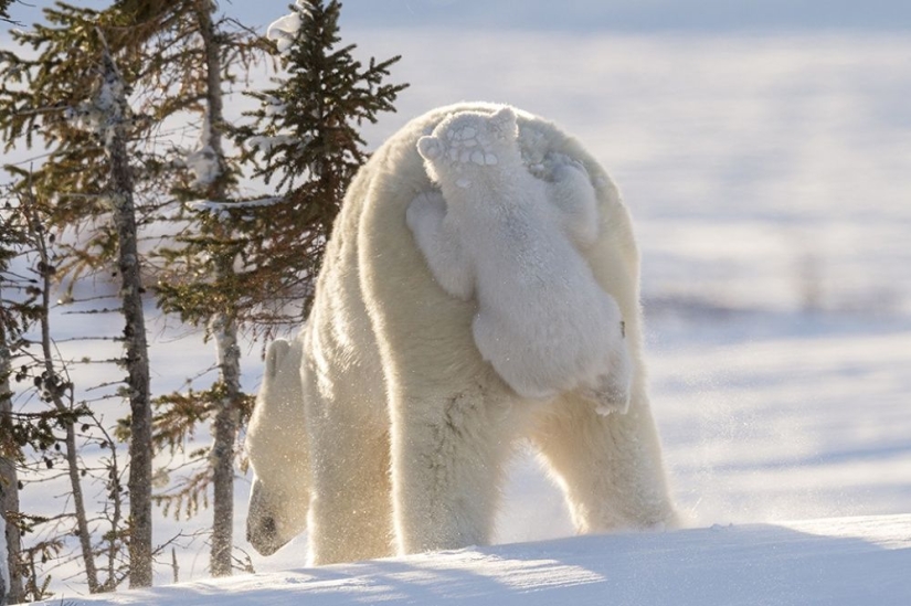 For the sake of these shots, the photographer spent 117 hours in the bitter cold