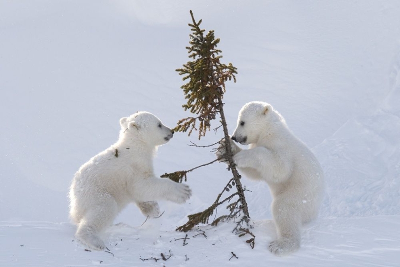 For the sake of these shots, the photographer spent 117 hours in the bitter cold