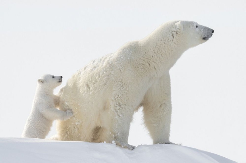 For the sake of these shots, the photographer spent 117 hours in the bitter cold