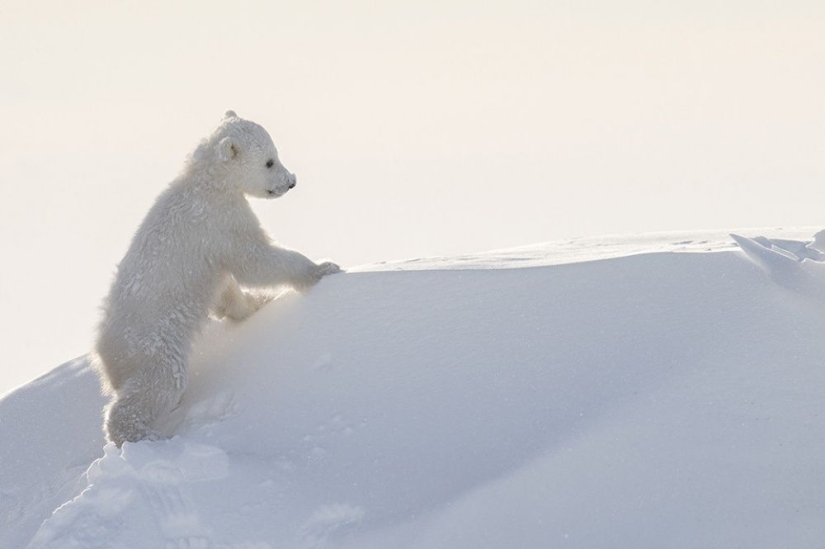 For the sake of these shots, the photographer spent 117 hours in the bitter cold