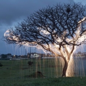 Fotógrafo capturó 8 encantadoras imágenes de árboles llenos de destellos de luz