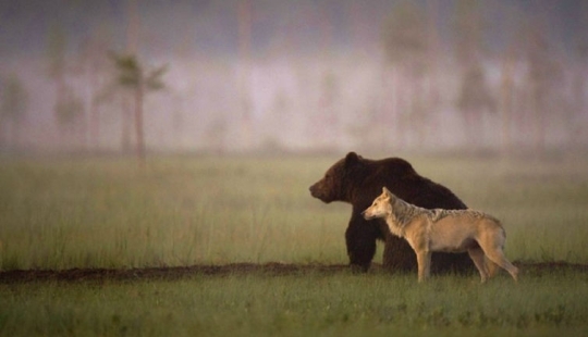 Fotógrafo finlandés captura la inusual amistad entre un lobo y un oso