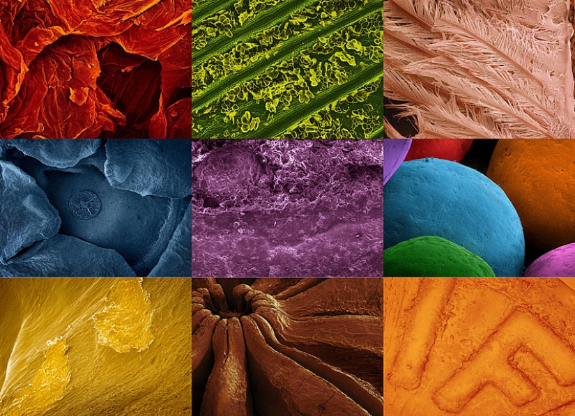 Fotografía de alimentos a través de un microscopio