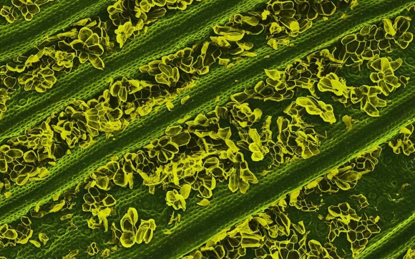 Fotografía de alimentos a través de un microscopio