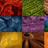 Fotografía de alimentos a través de un microscopio