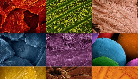 Fotografía de alimentos a través de un microscopio