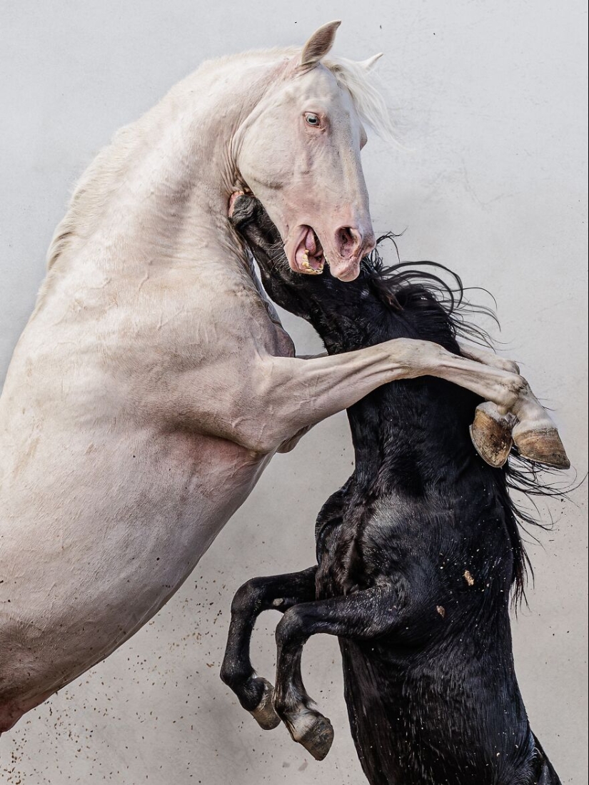 Fotografía de naturaleza: las 22 mejores imágenes de los premios Tokyo International Foto Awards 2023