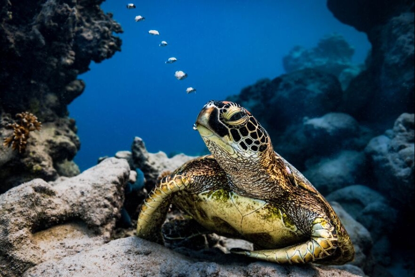 Fotografía de naturaleza: las 22 mejores imágenes de los premios Tokyo International Foto Awards 2023