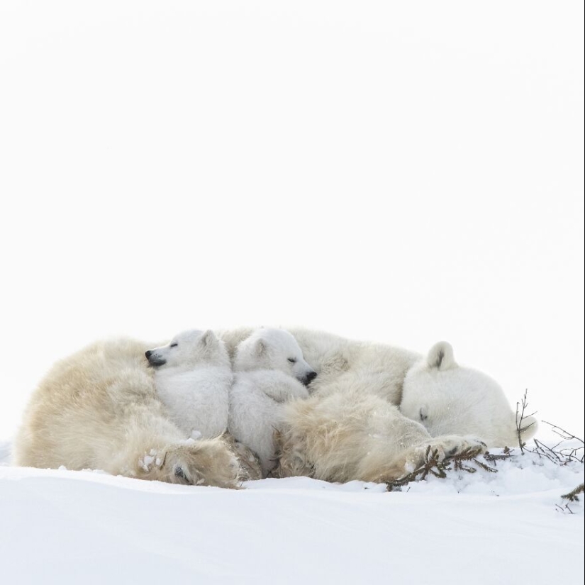 Fotografía de naturaleza: las 22 mejores imágenes de los premios Tokyo International Foto Awards 2023