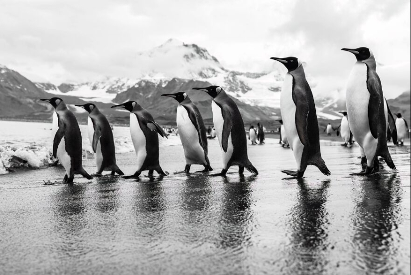 Fotografía de naturaleza: las 22 mejores imágenes de los premios Tokyo International Foto Awards 2023