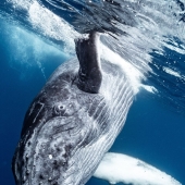 Fotografía de naturaleza: las 22 mejores imágenes de los premios Tokyo International Foto Awards 2023