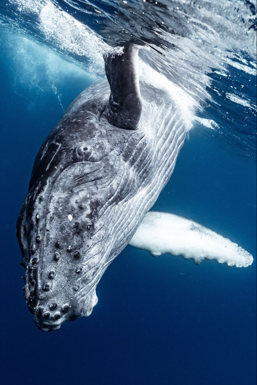 Fotografía de naturaleza: las 22 mejores imágenes de los premios Tokyo International Foto Awards 2023