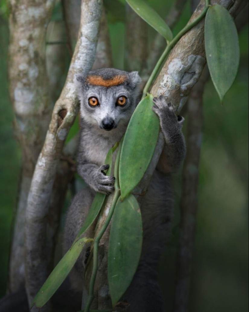 Fotografía de naturaleza: las 22 mejores imágenes de los premios Tokyo International Foto Awards 2023