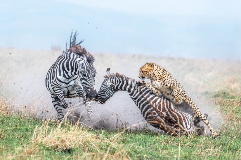 Fotografía de naturaleza: las 22 mejores imágenes de los premios Tokyo International Foto Awards 2023