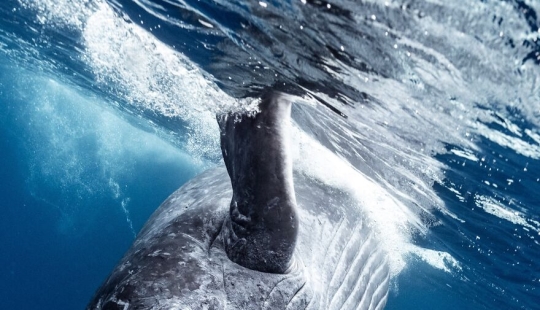 Fotografía de naturaleza: las 22 mejores imágenes de los premios Tokyo International Foto Awards 2023