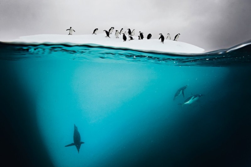 Fotografías de David Dubile: el mundo en la superficie y bajo el agua