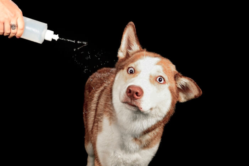 Fotografié perros jugando con agua